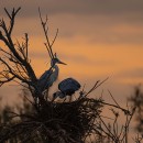 Les balades guidées de l'été