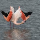 Les parades amoureuses