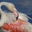 Visites guidées du Parc : mercredi 27 février et samedi 2 mars à 14h