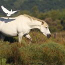 Festival de la Camargue et du Delta du Rhone du 3 au 9 mai