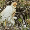 Baby boom à Pont de Gau