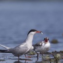 Visites guidées estivales