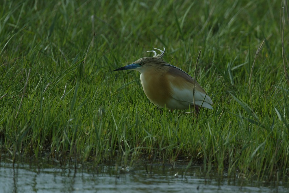 Les oiseaux au printemps/été  Parc Ornithologique du Pont de Gau