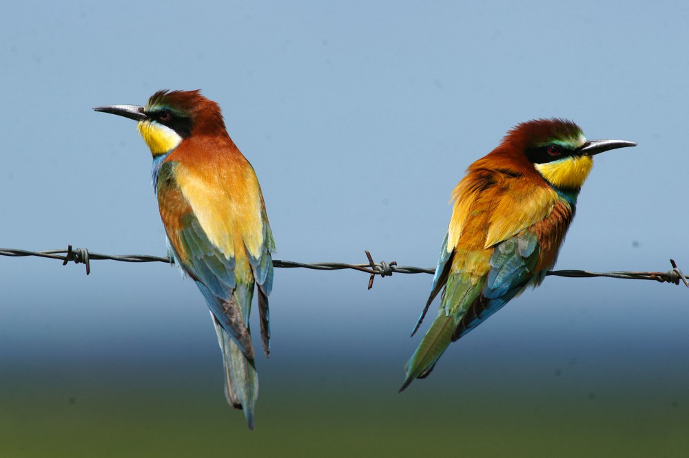 Les oiseaux au printemps/été  Parc Ornithologique du Pont de Gau