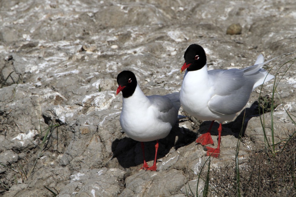 Cigogne Blanche Chercher à Manger Pologne