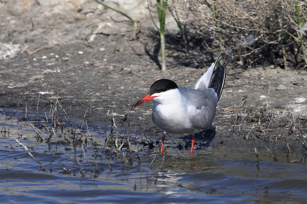 Les Oiseaux Au Printempsété Parc Ornithologique Du Pont