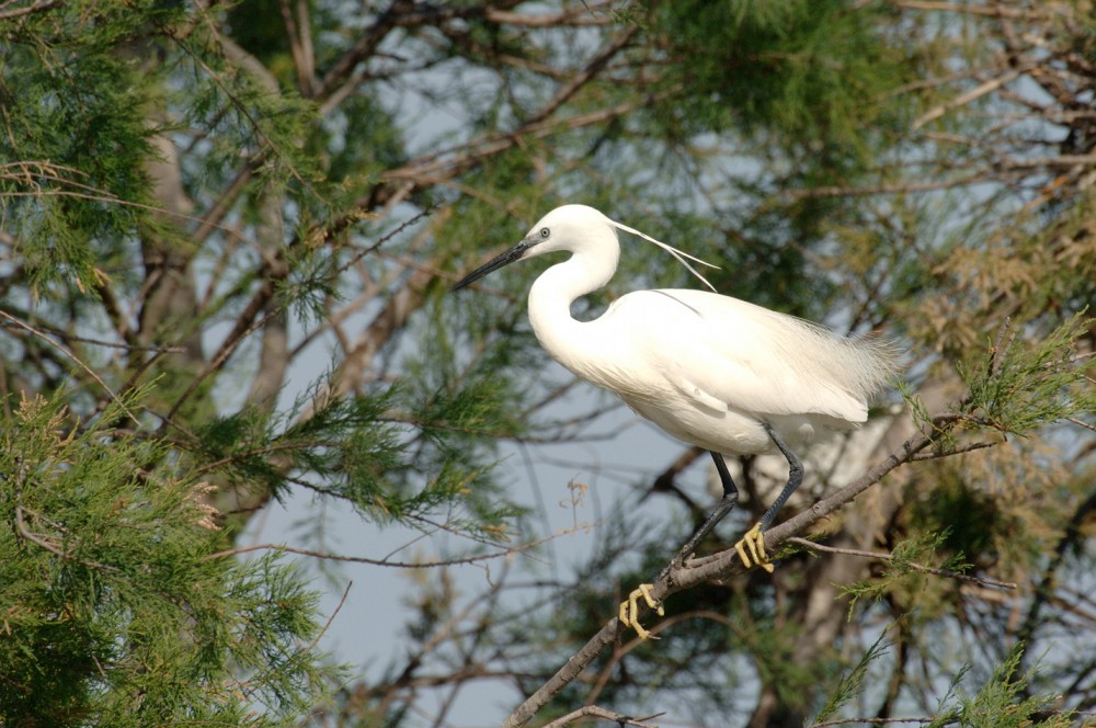 Les oiseaux au printemps/été  Parc Ornithologique du Pont de Gau